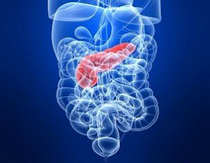 Поджелудочная железа - фото