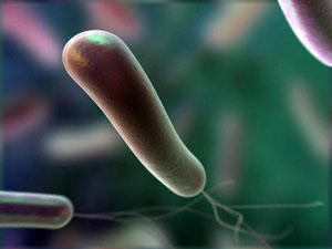 Хеликобактер - фото